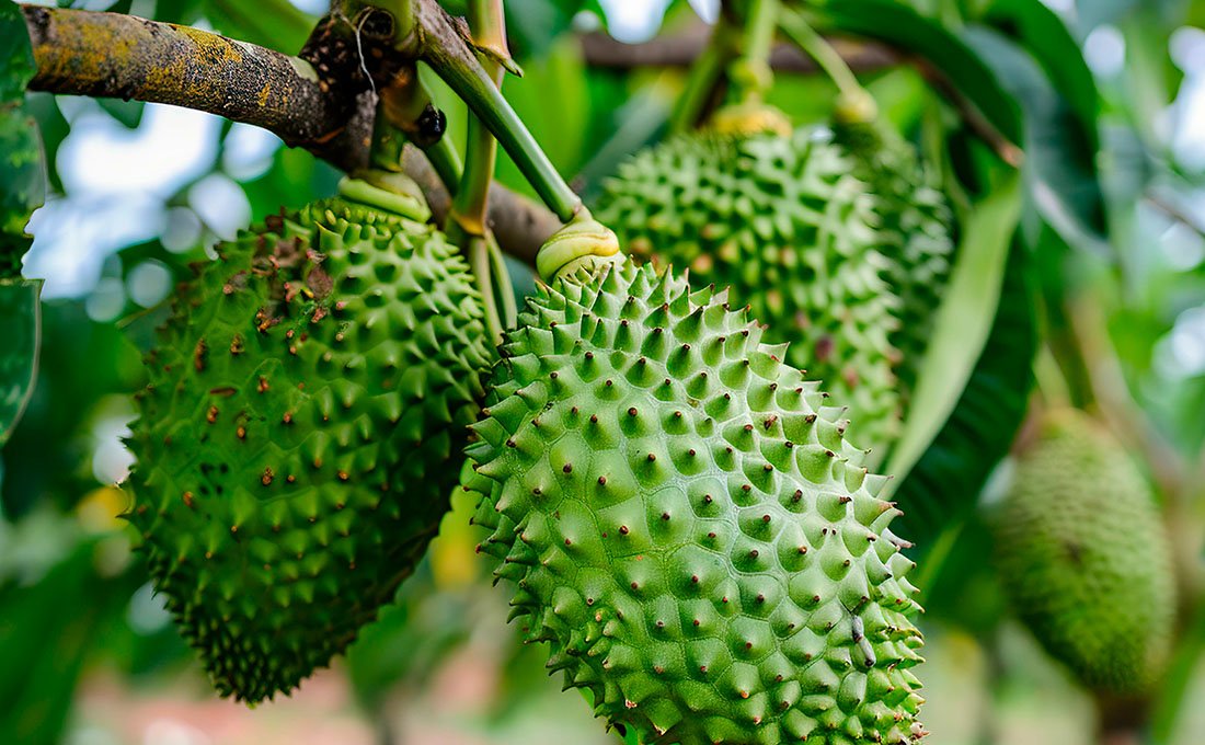 guanabana info2