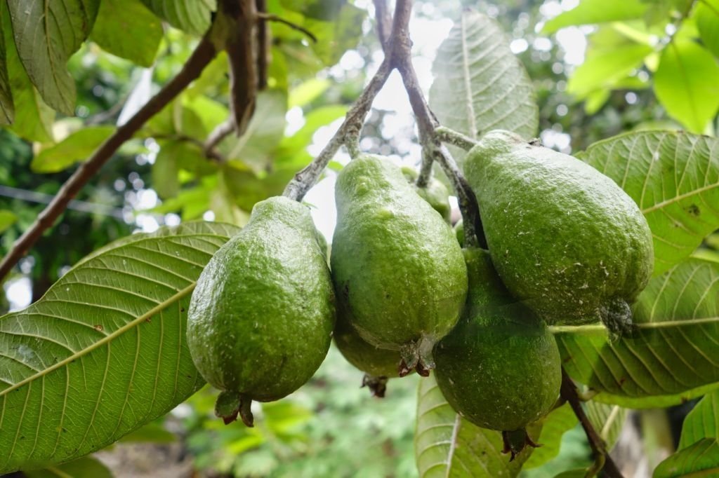 guayaba4
