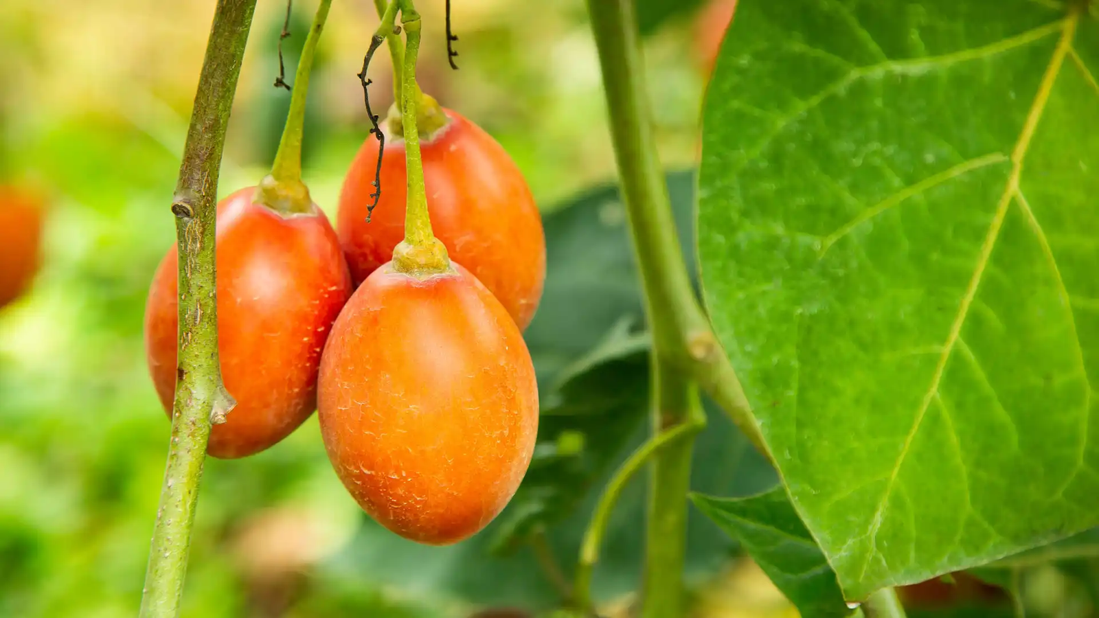 tomate-del-arbol